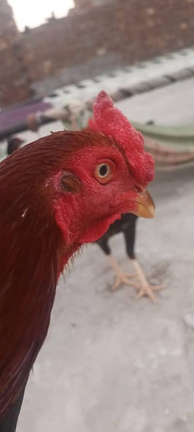 ekadashi aur Pakistani nasl ka hai