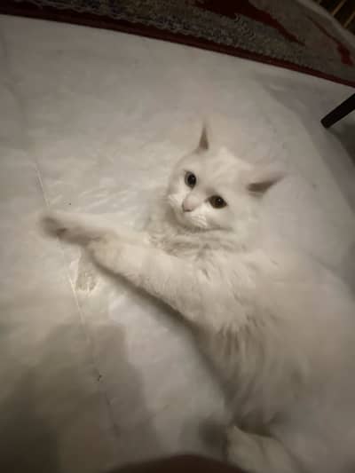 Persian cat Tripe coated