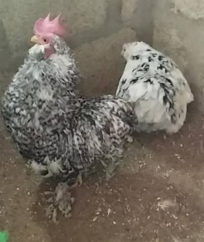 High quality Bantams breeding pairs with different comb