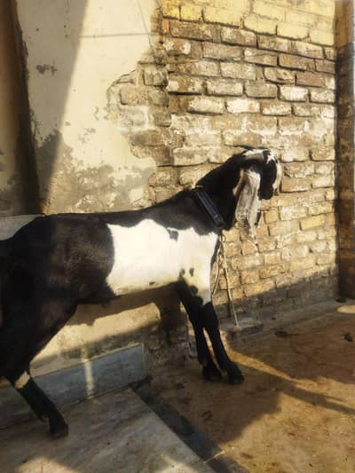 desi beetal goat