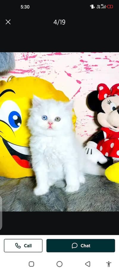 Persian cat for sale male or female my WhatsApp number 0307=93=30=944