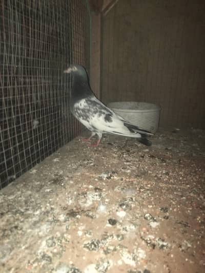 one Royal teedy Male for sale in v low price