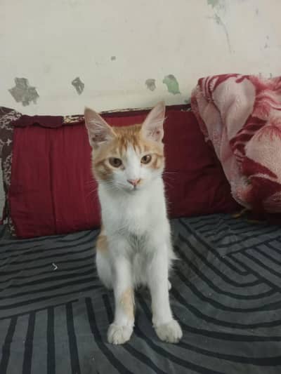 Cat 11 months Mix breed