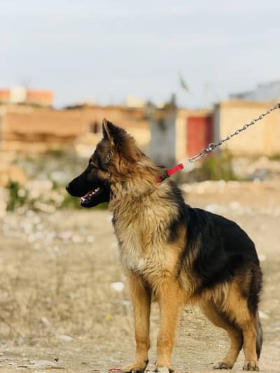 German shepherd long cout