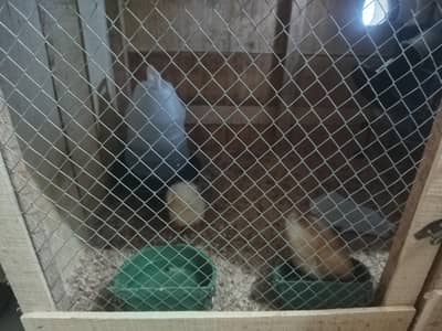 One Broiler & one misri chick with cage and heater