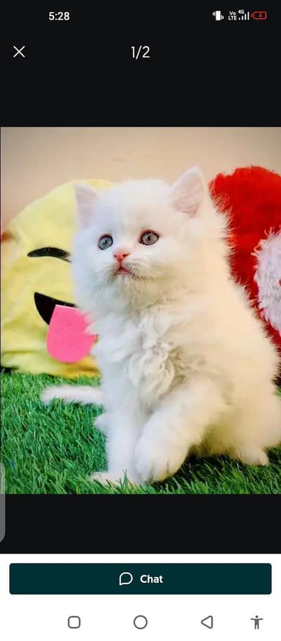 Persian cat for sale male or female my WhatsApp  321…43. . 90. . . 7. . . 46