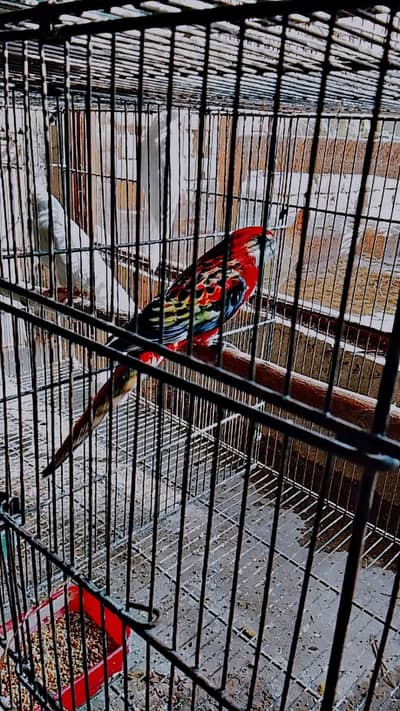 Rosella breeder male