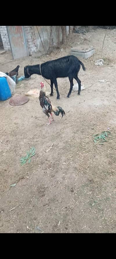 Aseel jawava white leg or Beak