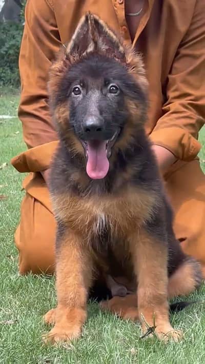 German Shepard male Puppy for sale 0326 3535112 my WhatsApp number