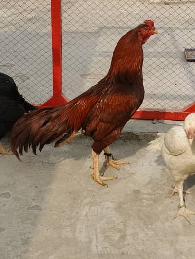 High quality aseel setup contct num 03046957142