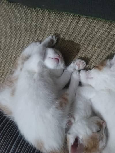 Adoption Persian mix kittens