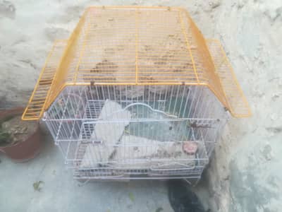 new fresh All ok mazboot