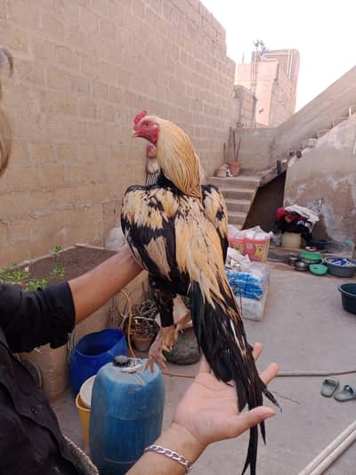 Mashallah high Quality jaawa 03422719740