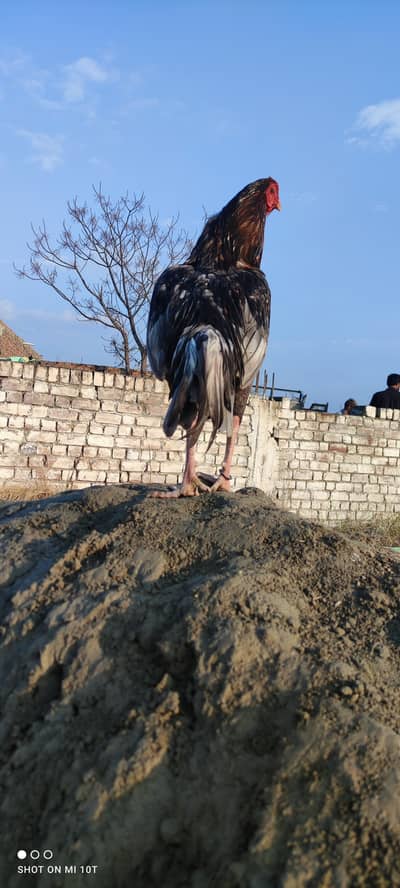 jisko lena hain WhatsApp per rabtha kre