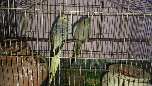 cocktail  pair laga wa hy aur Australian 7 pair hy 1 love bird hy