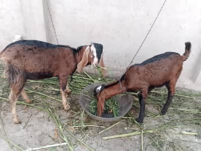 2 Desi Male Goats