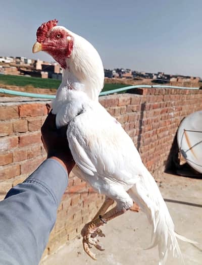 Paper white hera murga mazboot jor me