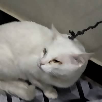 2 white color cats available persian cross