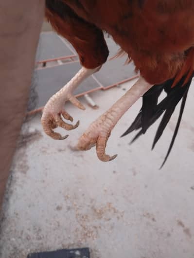 Aseel crose Murga breeder