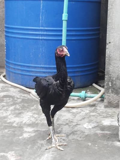 aseel Thai Breeder female