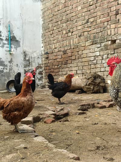 Healthy, Active and Vaccinated birds for sale