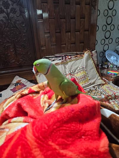 Face to face batain Karne Wala cute saw parrot