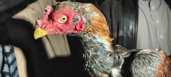 Aseel chkis for sale