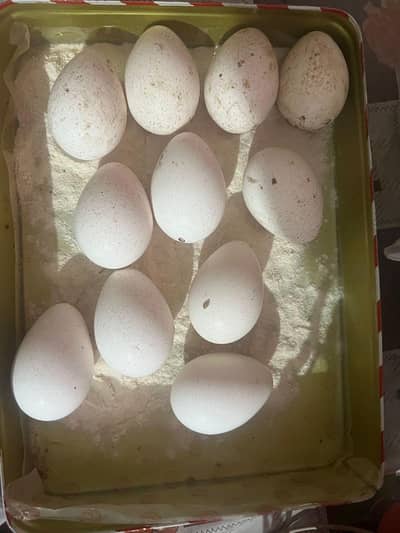 Turkey birds eggs