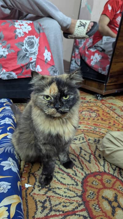 Beautiful Female Tortoiseshell Longhair Cat for Sale