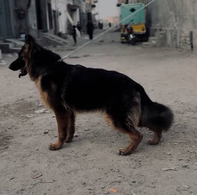 German Shepherd long coat female