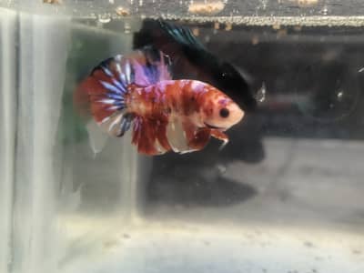 Pure Candy betta fish