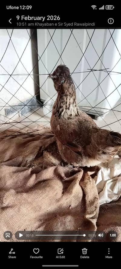 (Aseel+fancy) description parh Kar rabta Karen (exchange possible)