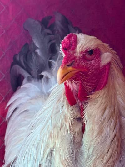 Brahma, Heavy Cochin & Heera Aseel