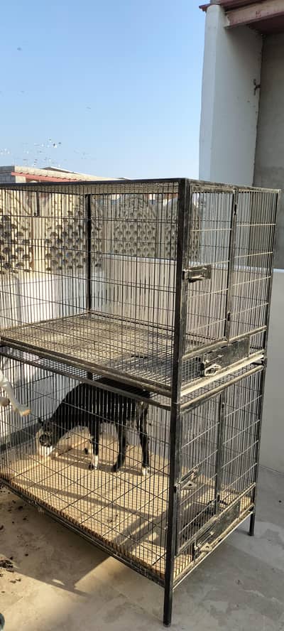 Raw parrot grey parrot breeding cage goat kids also