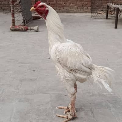 full long hight doubl Hadi ha