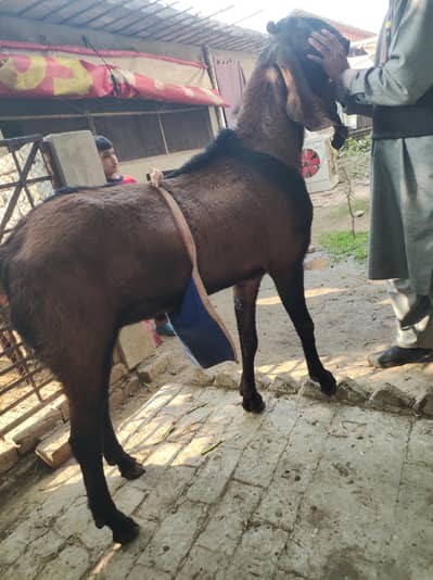 Nagra Breeder Goat for Sale