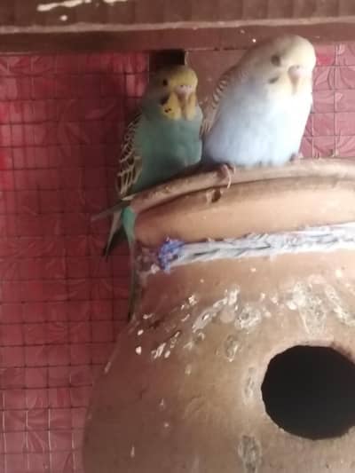 Budgies for sale