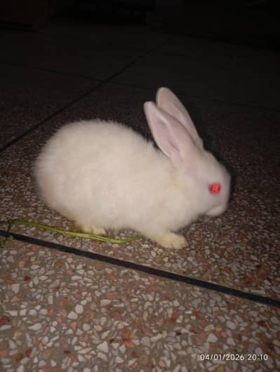 rabbits red ayes