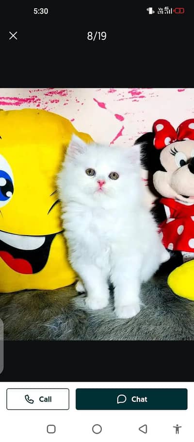 Persian cat for sale male or female3214390746 my WhatsApp number