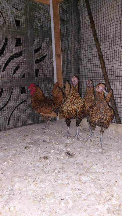 Golden sebright 3 female 1 male