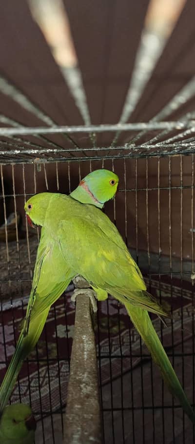 Green Mail with Yellow split femail breader pair