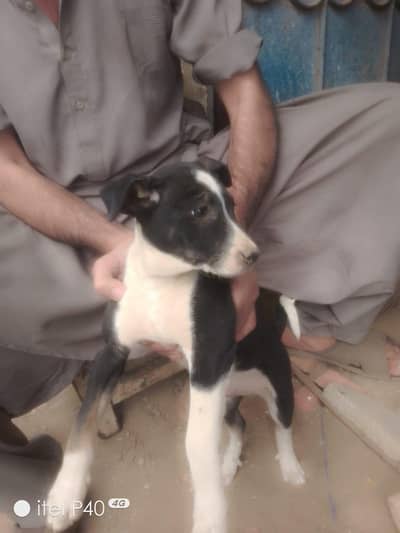 bully k bachy hain, cute or healthy active hy, Play full hain, pair30k