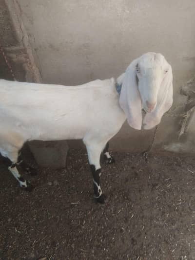 female path 4 dant main abhi tak cross nhi howi 03412600047