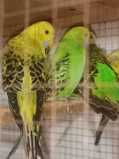 king size budgies