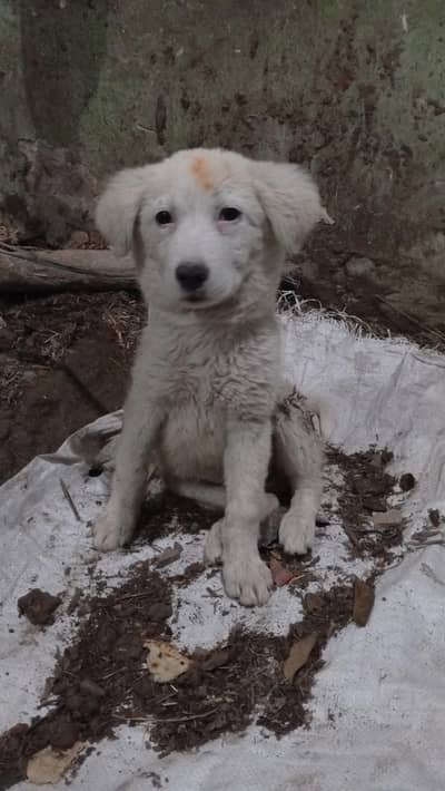 maremma sheepdog puppy