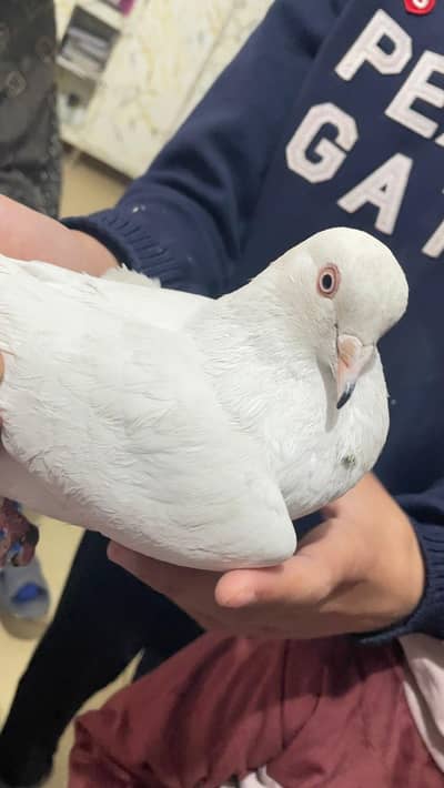 piegon for sale only one piece ha ghar ka pala huwa ha serious buyer c