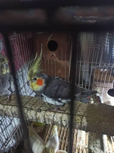 exhibition cocktail parrot for sale