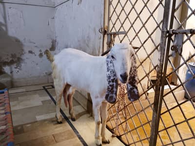 Selling my female goat