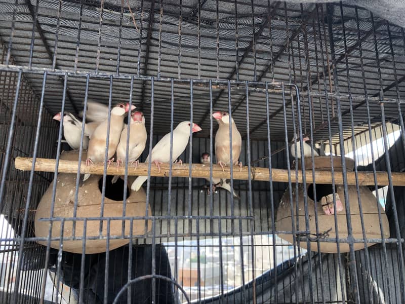 Fawn and white java 0