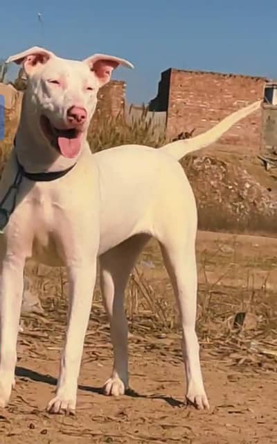 kohati gultair female a1 kolite